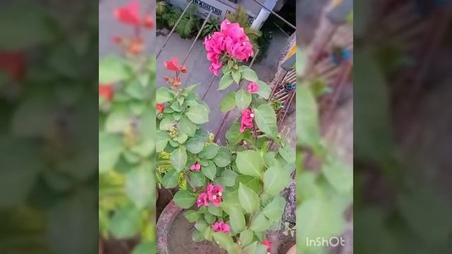 bye color bougainvillea blooming смотреть онлайн