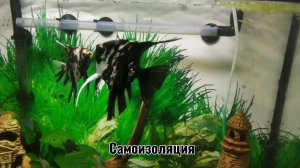 Скалярии мраморные дерутся