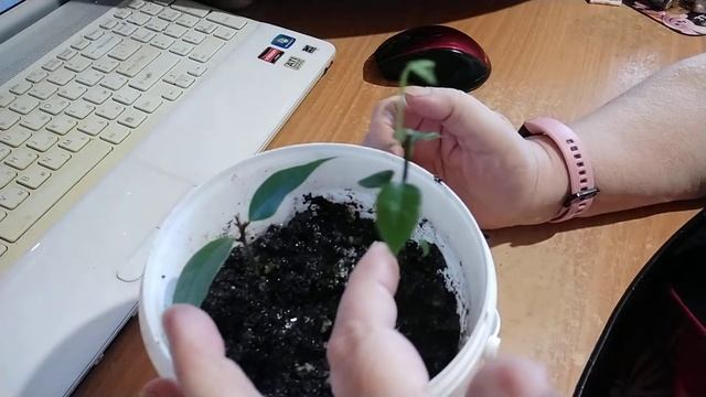 Как размножить лавр благородный. смотреть онлайн