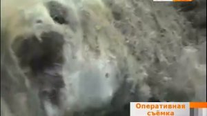 причиной массового падежа сайги стал пастереллез