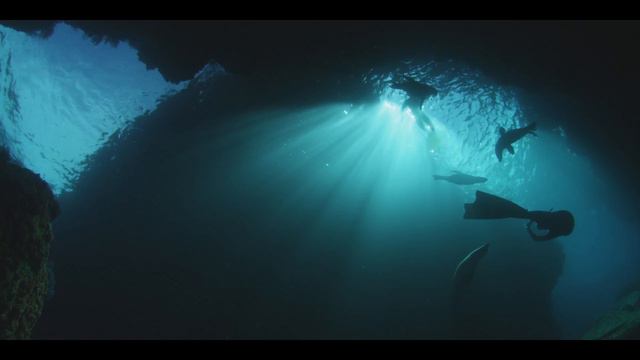 Awesome freediving with curious sealions смотреть онлайн