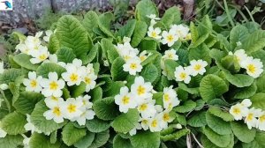 2329#園芸#プリムローズ#南大沢4丁目#Gardening#Primula vulgaris#Minamiosawa 4#20230330