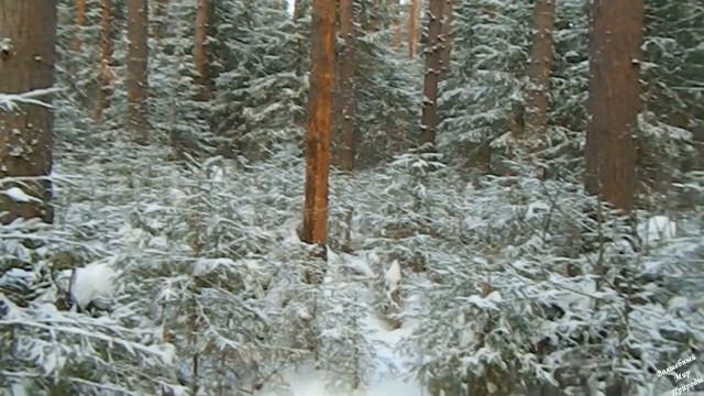 В Зимнем Лесу (ч3 - Природа, Снежные Деревья, Волшебная Музыка) смотреть онлайн