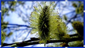 РЕЛАКС - Автор ролика Шатоба Владимир.mp4