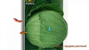 Капуста белокочанная Экстра F1 (ekstra-f1 ekstra-f1) ? обзор: как сажать, семена капусты Экстра F1