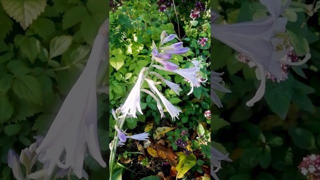 Цветущая хоста.?(blooming hosta)