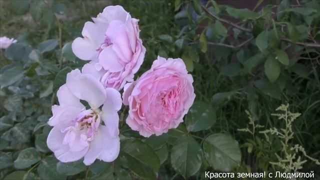 Розы Джаз, Рапсодия ин Блю, Альба Мейланд, Лаваглут, Джеймс Гелвей, хосты. Подмосковье смотреть онлайн