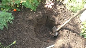 Рассаживаю очиток видный + Яма для пиона