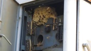 Атака на гнездо шершней