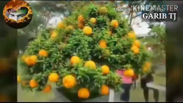 НОХИЯИ НУРОБОД ЧАМОАТИ МУЧАХАРФ ДЕХАИ ЗОРОН ( кишлока ки ман буйи чапоти дора) 2020