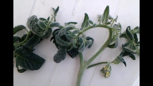 Помидоры БАРХАТНЫЕ. Оригинальный сорт ,как персик. смотреть онлайн