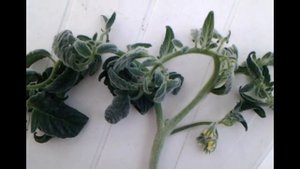 Помидоры БАРХАТНЫЕ. Оригинальный сорт ,как персик.