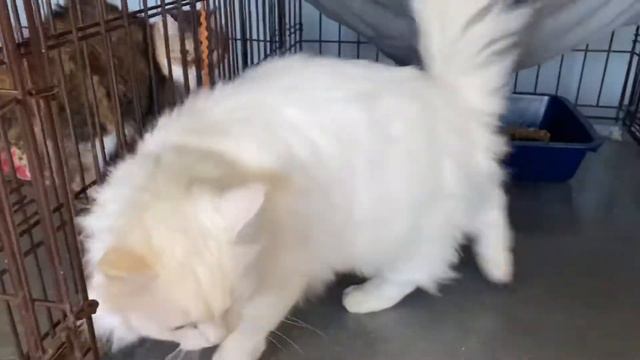 Приют «Артемида», г. Ярославль смотреть онлайн