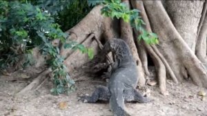 Полосатый варан (Varanus salvadorii) ест голову сома