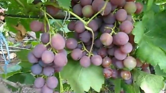 Сорт винограда Рошфор. смотреть онлайн