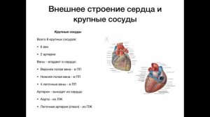Внешнее строение сердца - анатомия сердечно-сосудистой системы (ССС)