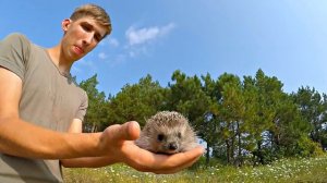 ✅КАК РАЗВЕРНУТЬ ЕЖА Нереальный позитив от обаятельно фыркающего ёжика!