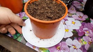 КАК ПОЛИВАТЬ ГЕРАНЬ,ПЕЛАРГОНИЮ.