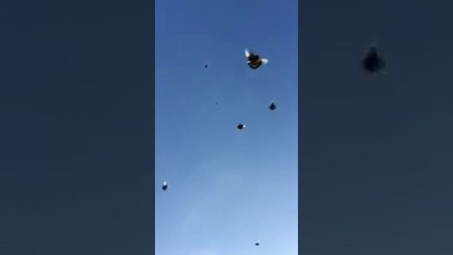 Pigeons.Голуби.Tauben. الحمائم (Курские голуби ((Славик Зубков ( Курск, Россия )))