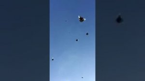 Pigeons.Голуби.Tauben. الحمائم (Курские голуби ((Славик Зубков ( Курск, Россия )))