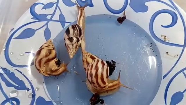 Как ухаживать за улитками. Все мои улитки вместе! смотреть онлайн