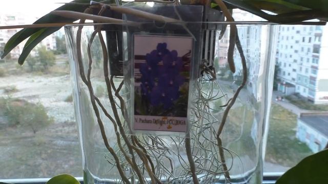 ? Тандем ВАНДА и ТИЛЛАНДСИЯ. Или как помочь корням ванды держать влагу... смотреть онлайн