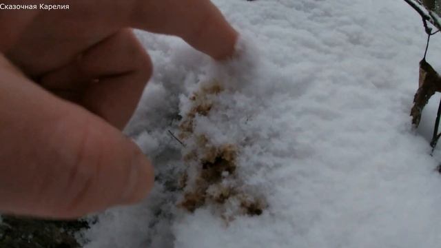 ГРИБЫ-КОРАЛЛЫ ЗИМОЙ, УНИКАЛЬНАЯ НАХОДКА! ЕЖОВИК КОРАЛЛОВИДНЫЙ | РЕДКИЕ ГРИБЫ 2020 ИЗ КРАСНОЙ КНИГИ