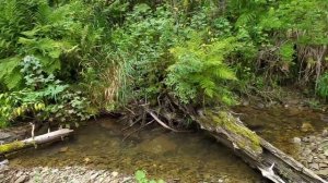 Сбор кедровой шишки урожайный год / Алтай за кедровой шишкой / Часть 3.#3