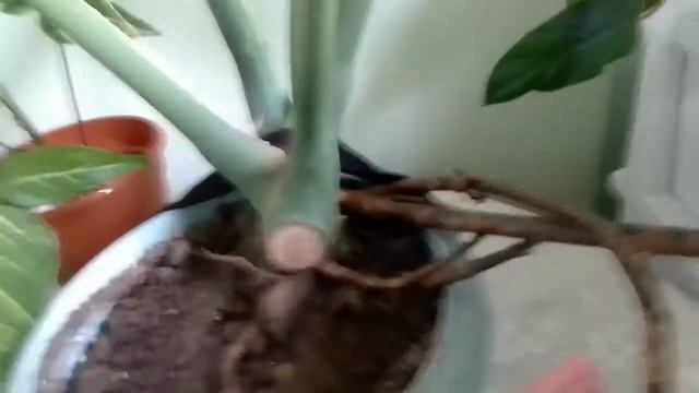 Добрый день, желаю всем хорошего здоровья. смотреть онлайн