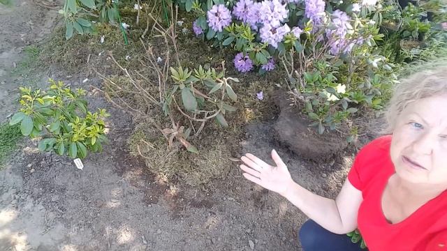 Пересадка рододендронов . Rhododendron . Кальмия . Kalmia  .