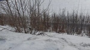 Дрессировка русского охотничьего спаниеля суровых условиях 8 месяцев.