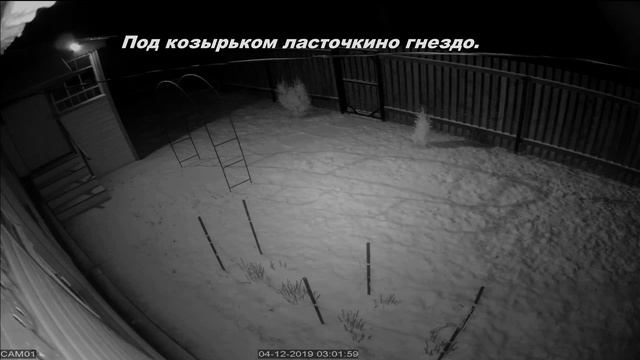 Каменная куница или белодушка в Калужской обл. (декабрь 2019г.)Видеонаблюдение - ночь(Movols 5Mp) смотреть онлайн