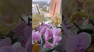 Некоторые нюансы полива комплексным удобрением домашних орхидей #ОрхидейныеБудни