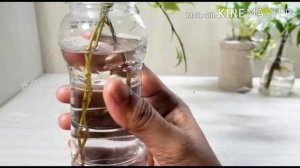 Easiest Plants for Water Propagation | Indoor plant cuttings #dubai #uae #malayalam