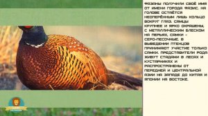 Мир малышам. Фазан