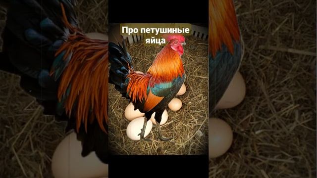 Деревенское суеверие про петушиные яйца. Вспомни своё детство