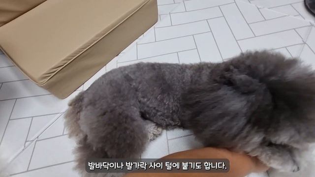 강아지 발바닥 털을 꼭 잘라주어야 하는 5가지 이유! 【강아지 발바닥 미용│강아지 발바닥 털│강아지 키우기│강아지 사랑해】 смотреть онлайн