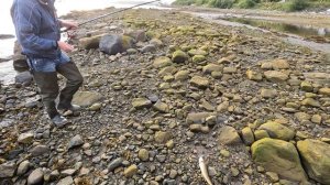 НА УДОЧКУ В ЗАЛИВЕ ТРЕСКА