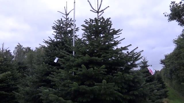 Пихта Нордмана срезанная  22229