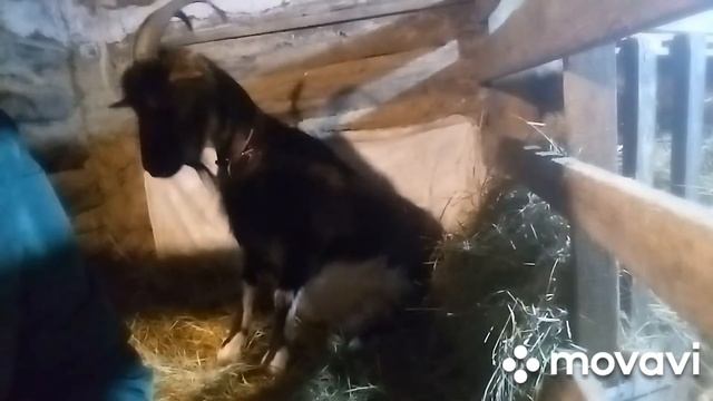 Рожаем или не рожаем  Отек вымени. Козы мои козы...