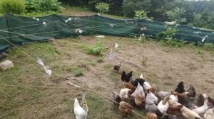 Какие куры несут золотые яйца. Бизнес на яйцах. Как заработать на пенсии. Рецепт как кормить кур