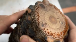 Кто угадает породу?