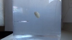 СУПЕР хлеб для рыбалки, насадка на карася и белую рыбу Пылящий хлеб Как насадить хлеб Ловля на хлеб