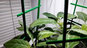 Сальвиа Дивинорум ( Salvia Divinorum ) Шалфей Предсказателей