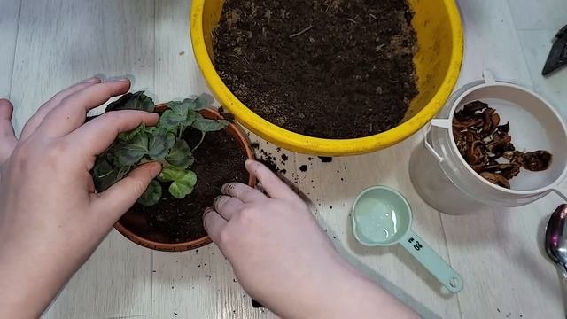 ВНЕСИ под любой цветок и даже самое чахлое растение оживет, позеленеет, 3 эффективные подкормок