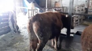 Откром бычков. Бычки на привязи . Прошло три месяца небольшие итоги.