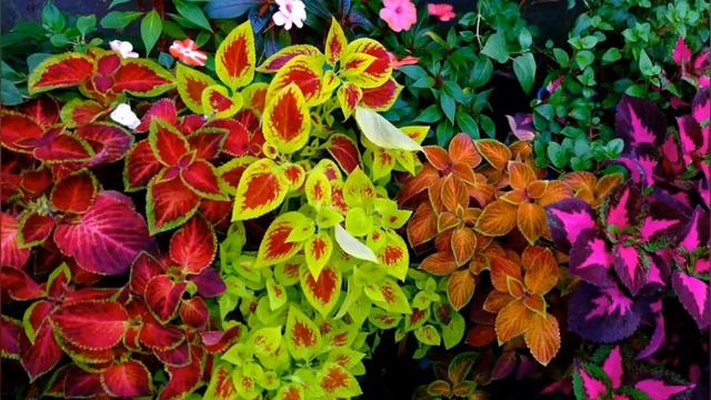 Цветы, которые нужно посеять на рассаду в марте и апреле. смотреть онлайн