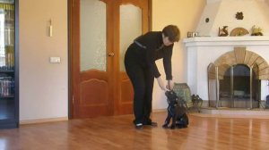 Дрессировка щенка кане корсо 2 месяцев.