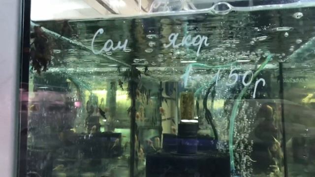 Птичий рынок!! 2022 год смотреть онлайн