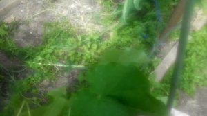 Кабачки в мешках.Особенности выращивания в теплице.